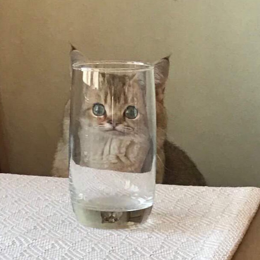 Кот скидывает стакан со стола
