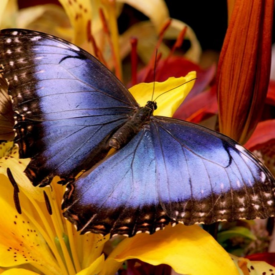 Бабочки в спб живые. Музей тропических бабочек Миндо Санкт Петербург. Сад тропических бабочек «Миндо». Музей живых бабочек «тропический рай».
