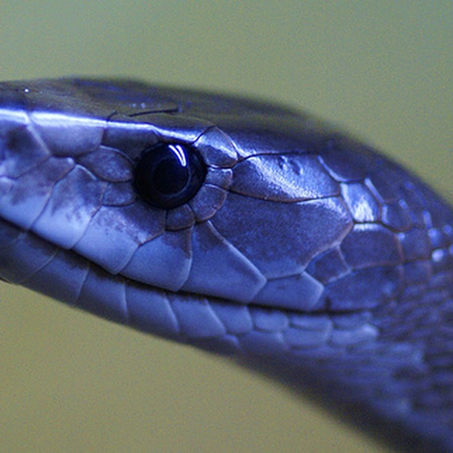 Тайпан коварная. Змея Тайпан синяя. Чёрная мамба Dendroaspis polylepis. Черный Тайпан змея. Тайпан черная мамба.