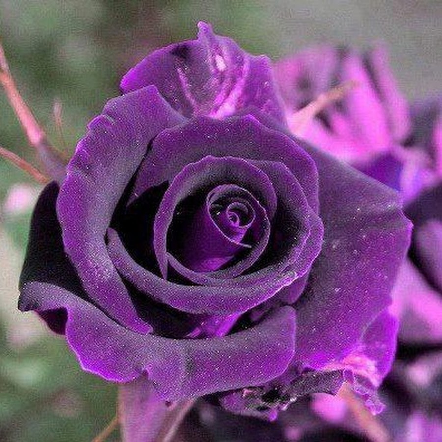 Purple rose