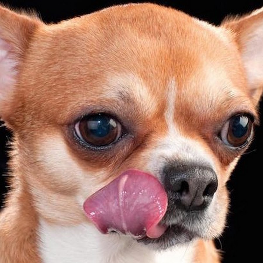 Прикольные чихуахуа. Собака чихуахуа. Курносый чихуахуа. Чихуахуа мерль. Чихуа облизывается.