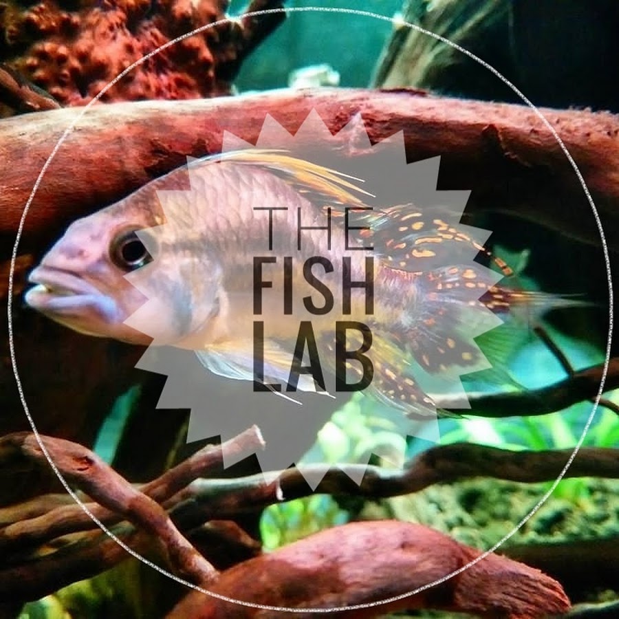 Fishing lab. Fish on Lab.