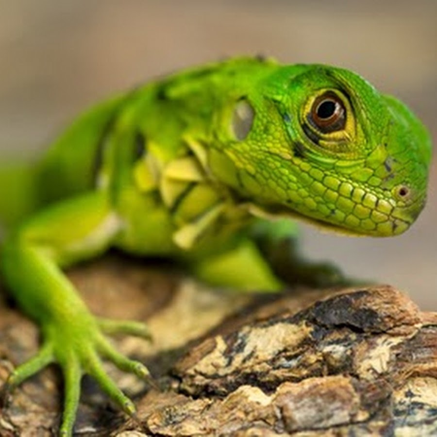 Baby Iguana. Новорождённая игуана. К чему снится ящерица большая. Как видят ящерицы.