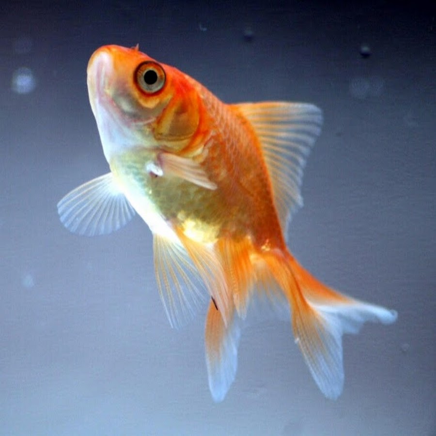 Золотая рыбка 3 1. Золотая рыбка. Рыба Золотая рыбка. Золотая рыбка аквариумная. Золотая рыбка классическая.