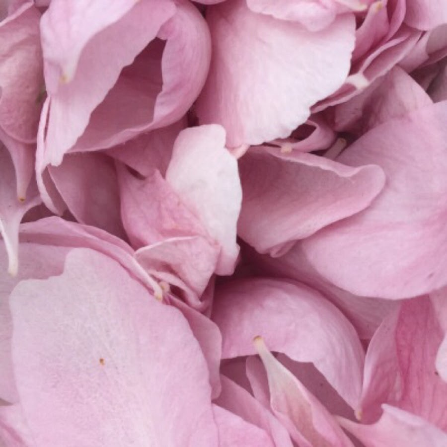 evaturiche @verbrose - Twitter Profile Sotwe