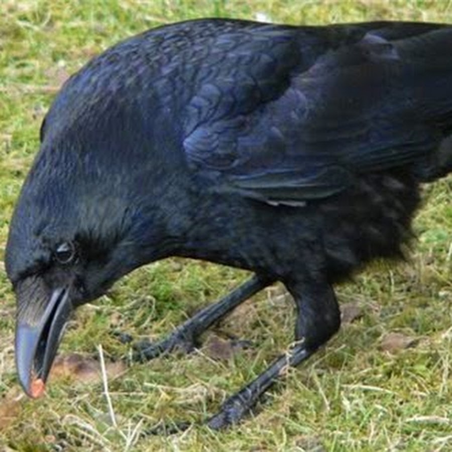Огромные черные птицы. Грач самец. Грач каркает. Грач самка. Ворона.