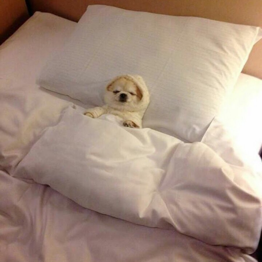 Собака ночью написала на кровать