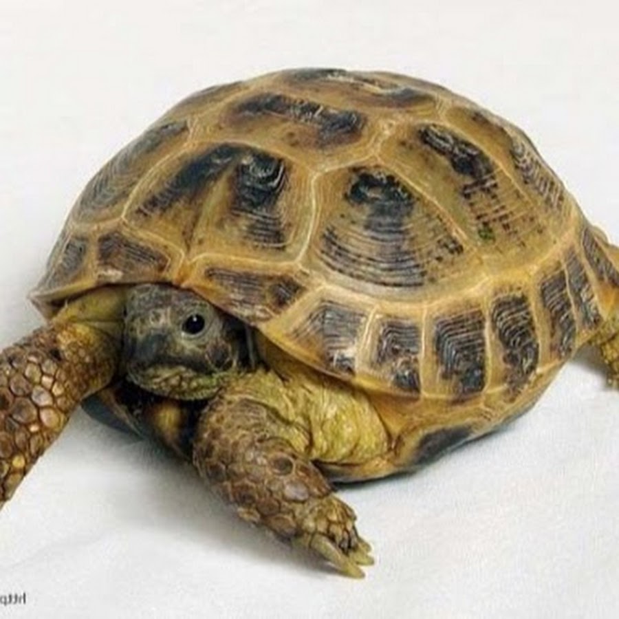 Черепахи москва сухопутная. Среднеазиатская черепаха. Черепашка Среднеазиатская сухопутная. Среднеазиатская черепаха панцирь. Среднеазиатская красноухая черепаха.