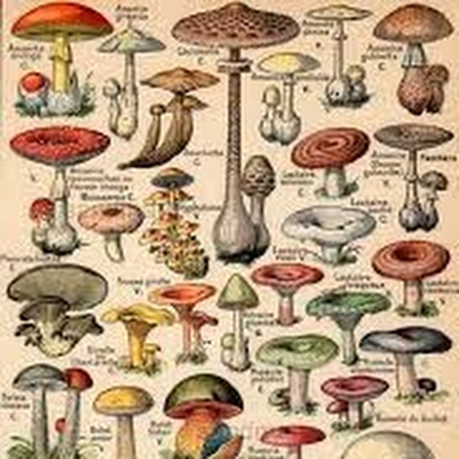 все разновидности грибов фото и названия