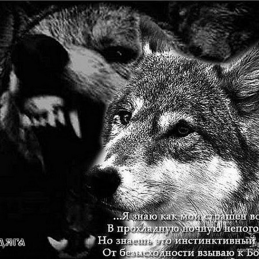 Про жизнь волков. Волк с надписью. Волк одиночка с надписями. Картинки с волками и надписями. Статусы с волками.