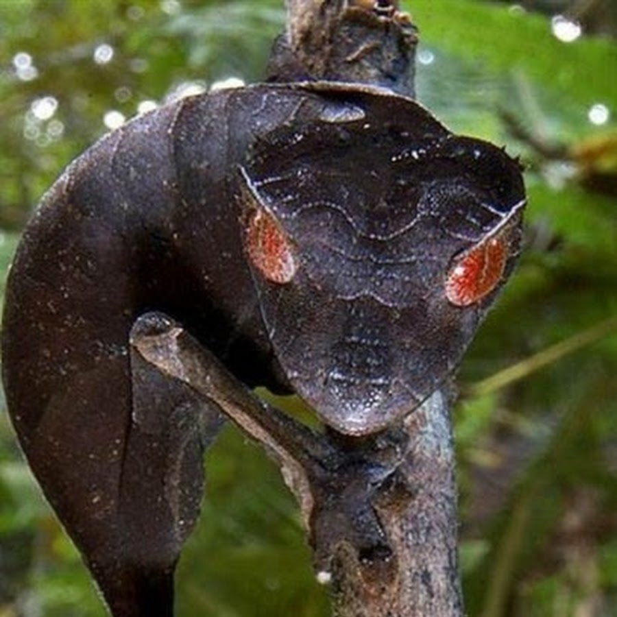 Неприятно непонятный. Листохвостый мадагаскарский геккон. Фантастический листохвостый геккон. Мадагаскарский плоскохвостый геккон. Листохвостый мадагаскарский уж.