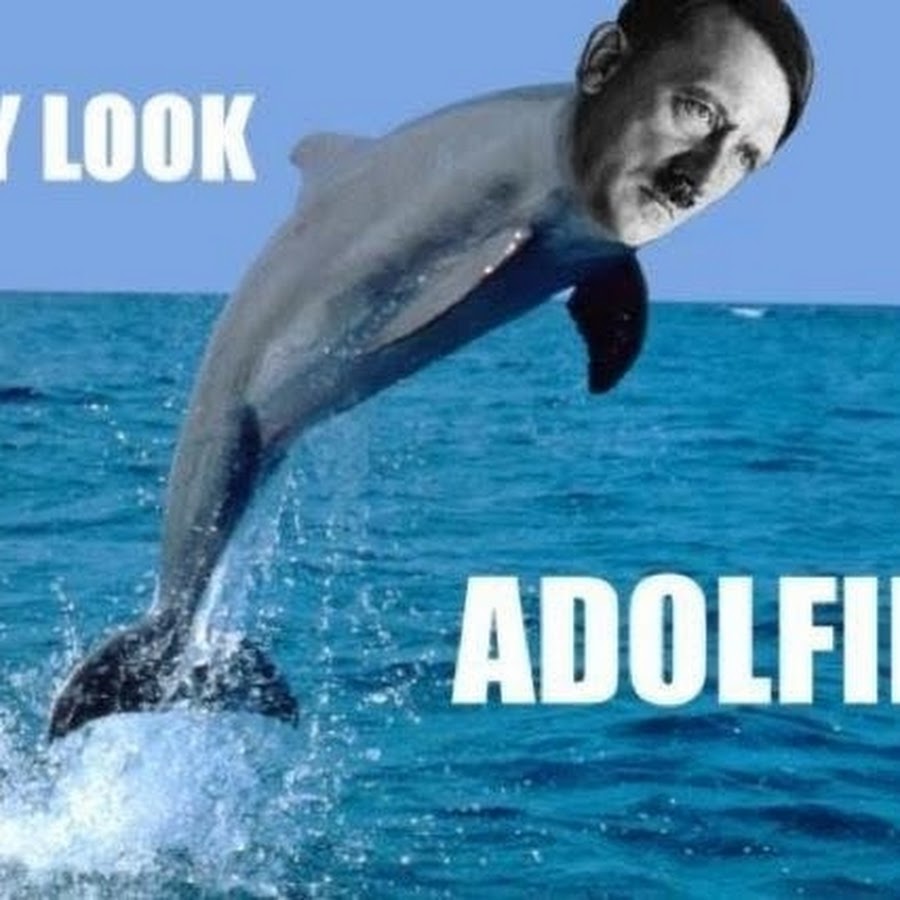 Hey hey look at this. Мемы с водными обитателями. Polish jokes. Влад Хованский. Dolphin Hitler.