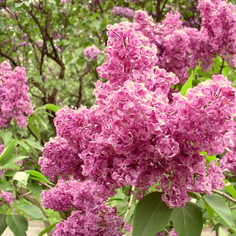 Кипение сирени. Сирень мелколистная Суперба. Сирень Везувий. Сирень Etna Syringa.