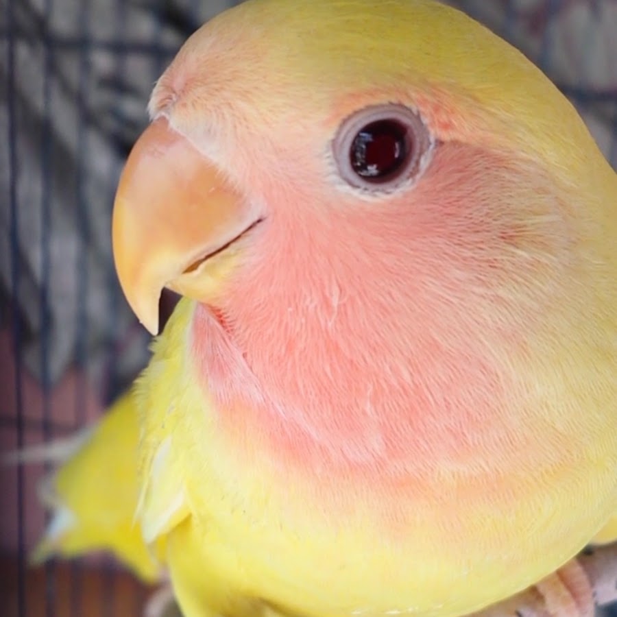 love birds families - YouTube