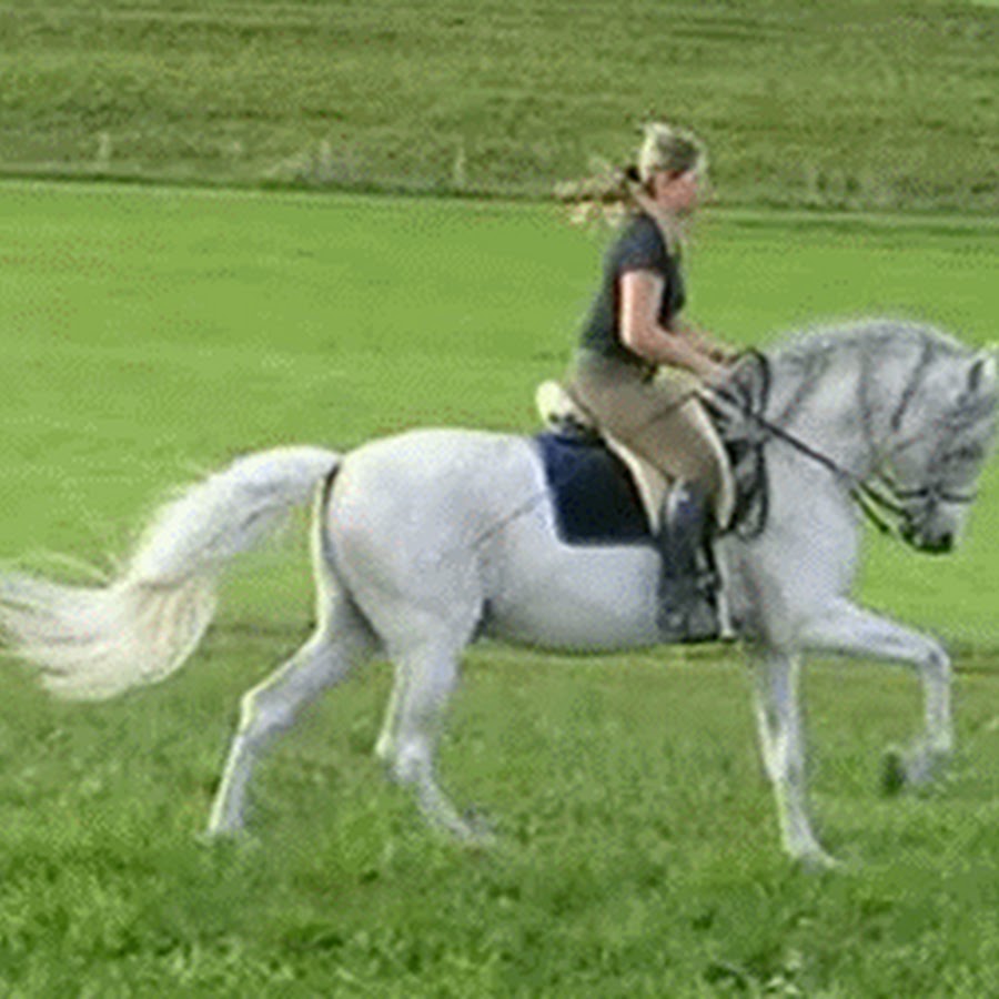 Horse riding gif