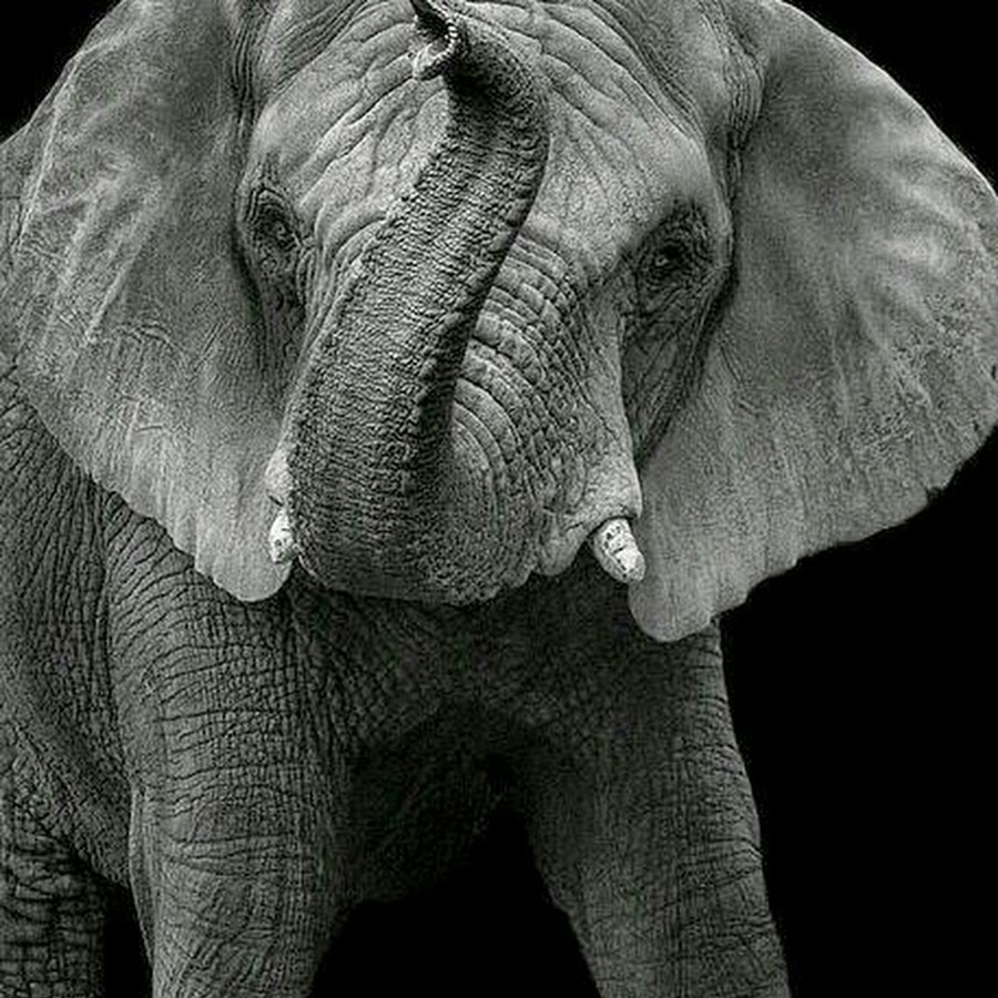 Черный слоник
