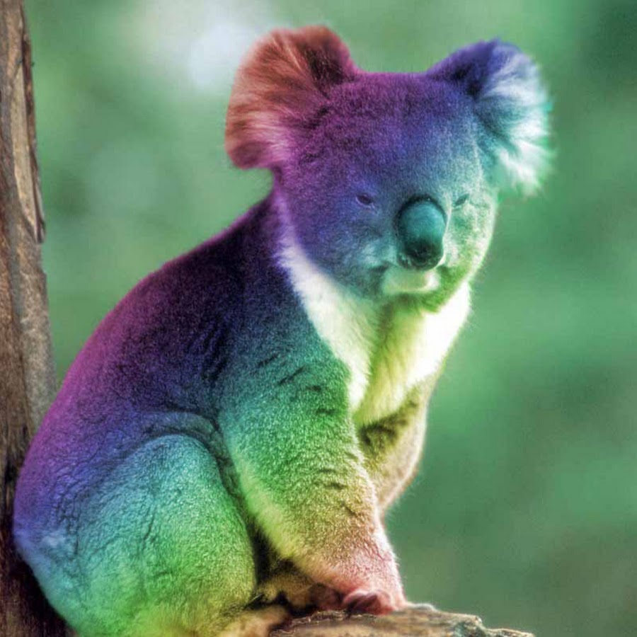Красная коала. Эндемики коала. Радужный коала. Коала фото. Эндемики Австралии.