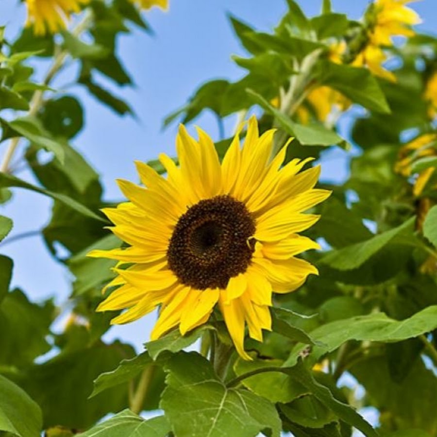 Summer grow. Сколько лет живет подсолнух. Роза никогда не станет подсолнухом. Acid Sunflower. Описание подсолнуха по английски.