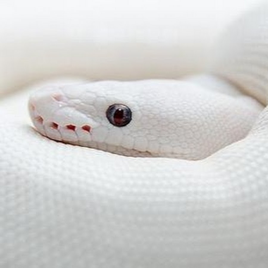 Сон белая змея к чему снится. Маисовый полоз альбинос. Тонкая белая змея. Белые змеи во сне. Белая змейка с крылышками.
