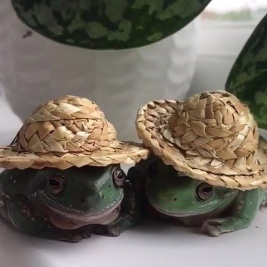 Лягушка в шляпе