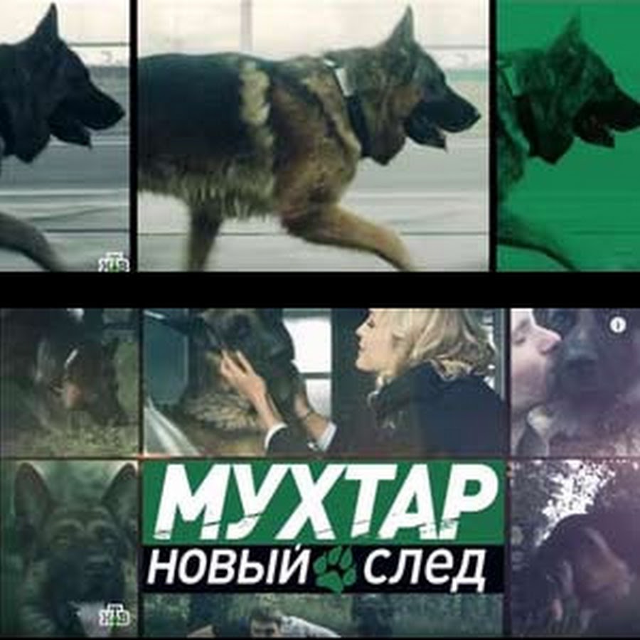 Мухтар новый след. Мухтар 2019. Мухтар новый след серия 192. Мухтар новый след двд диск.