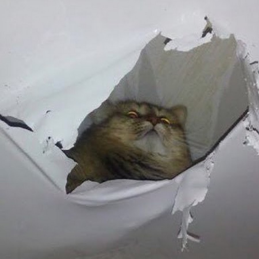 Коты и натяжные потолки