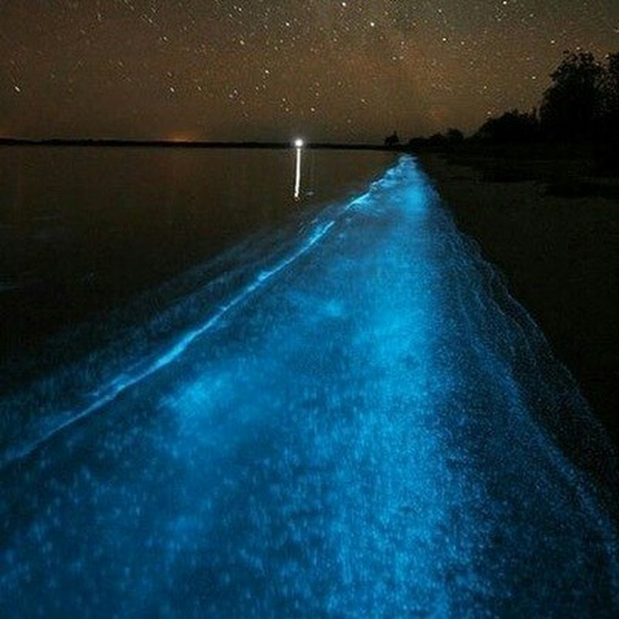 Фитопланктон озера