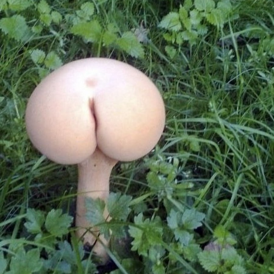 порно гриб фото 15