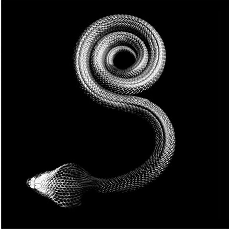 Smoke snake