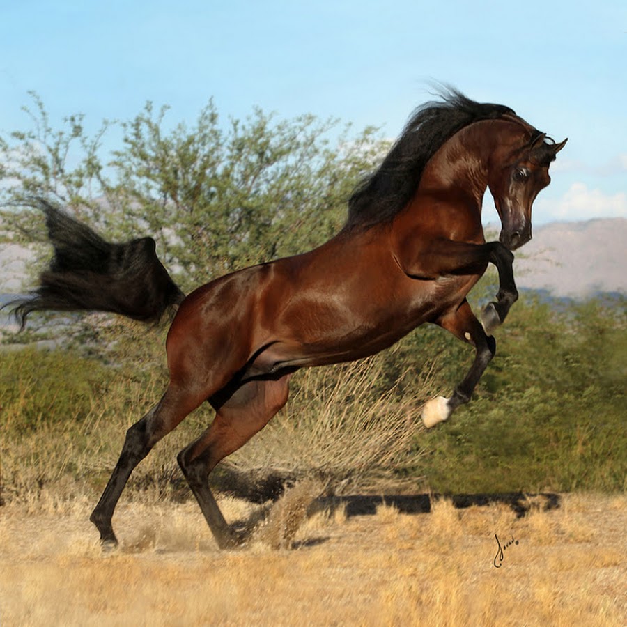 Bark horse. Арабская лошадь (арабский скакун). Арабская гнедая. Хадбан арабская лошадь. Конь арабский скакун.