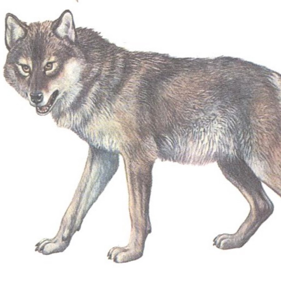 Волк детям о животных. Волк для детей. Дикие животные волк для детей. Дикие жывотных волк для дети. Изображение волка для детей.