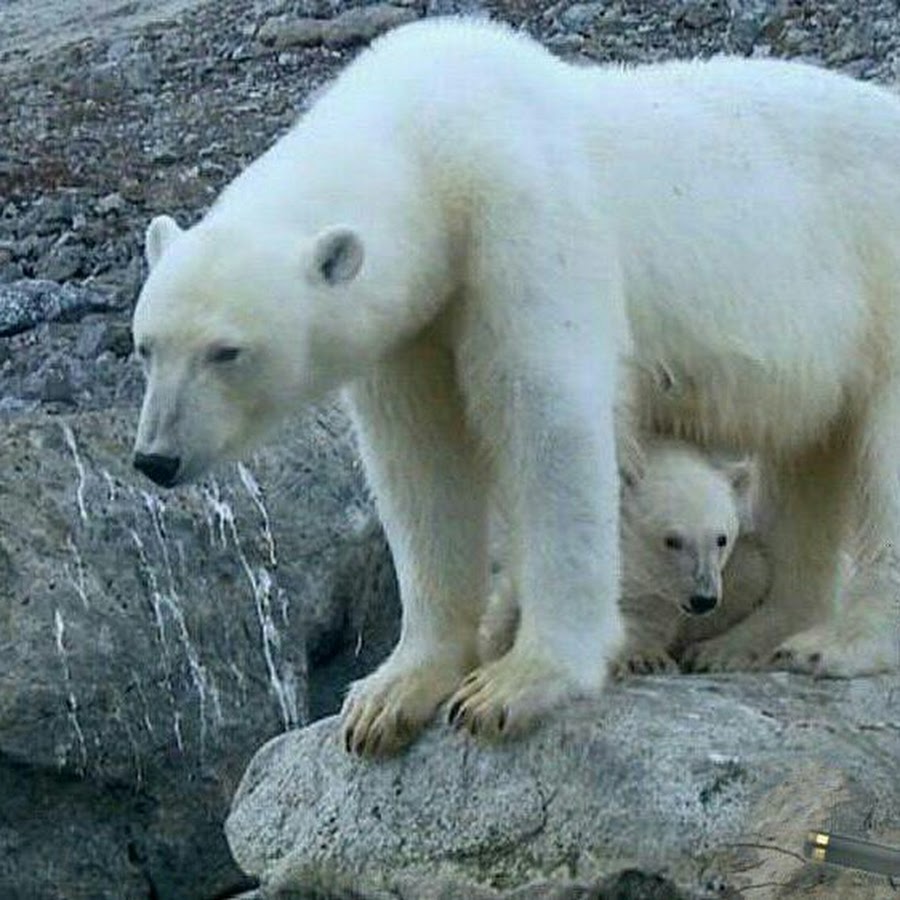 Документальное животные природа. Bbc про животных. Документальные фильмы про животных. Животный мир документальный фильм. Фильм ВВС про животных.