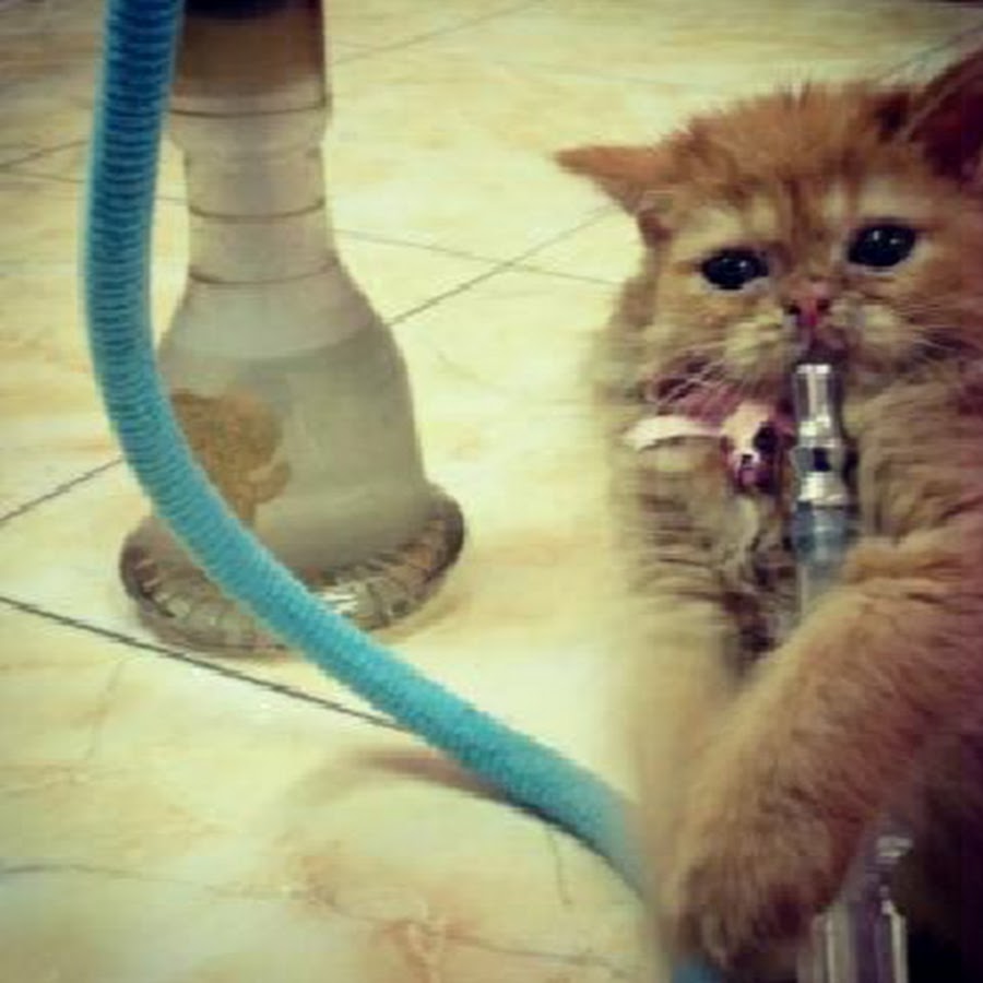 HookahCat - YouTube