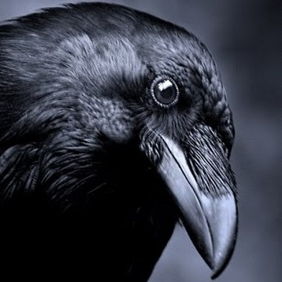 Black raven