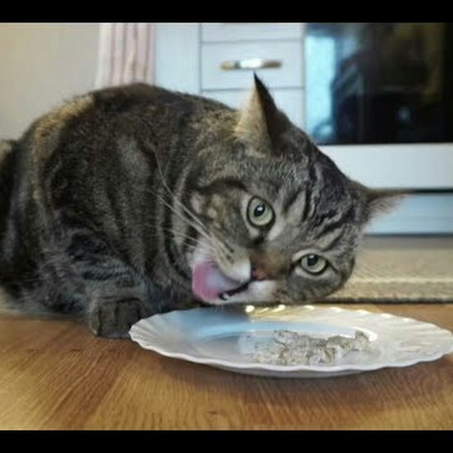Котам можно кашу. Кот в каше. Каша для кошек. Кот овсянка. Кот в тарелке.