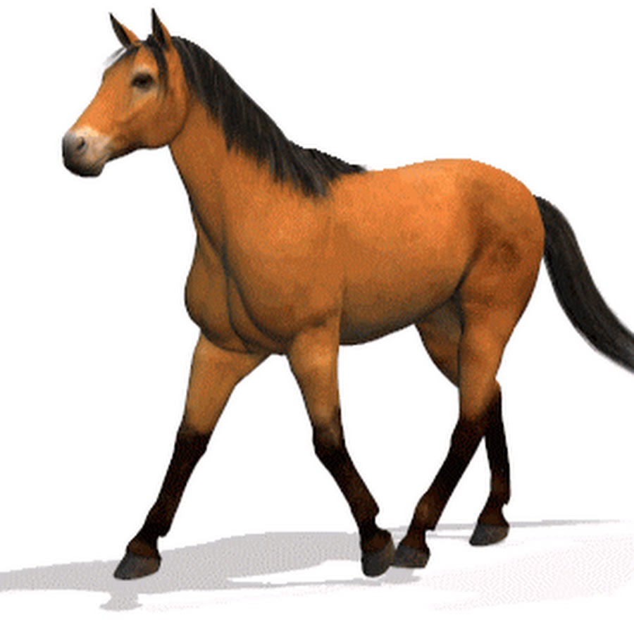 Хорс 3. Лошадь анимация. Лошадь на зеленом фоне. Анимированная лошадь. Лошадь на прозрачном фоне.