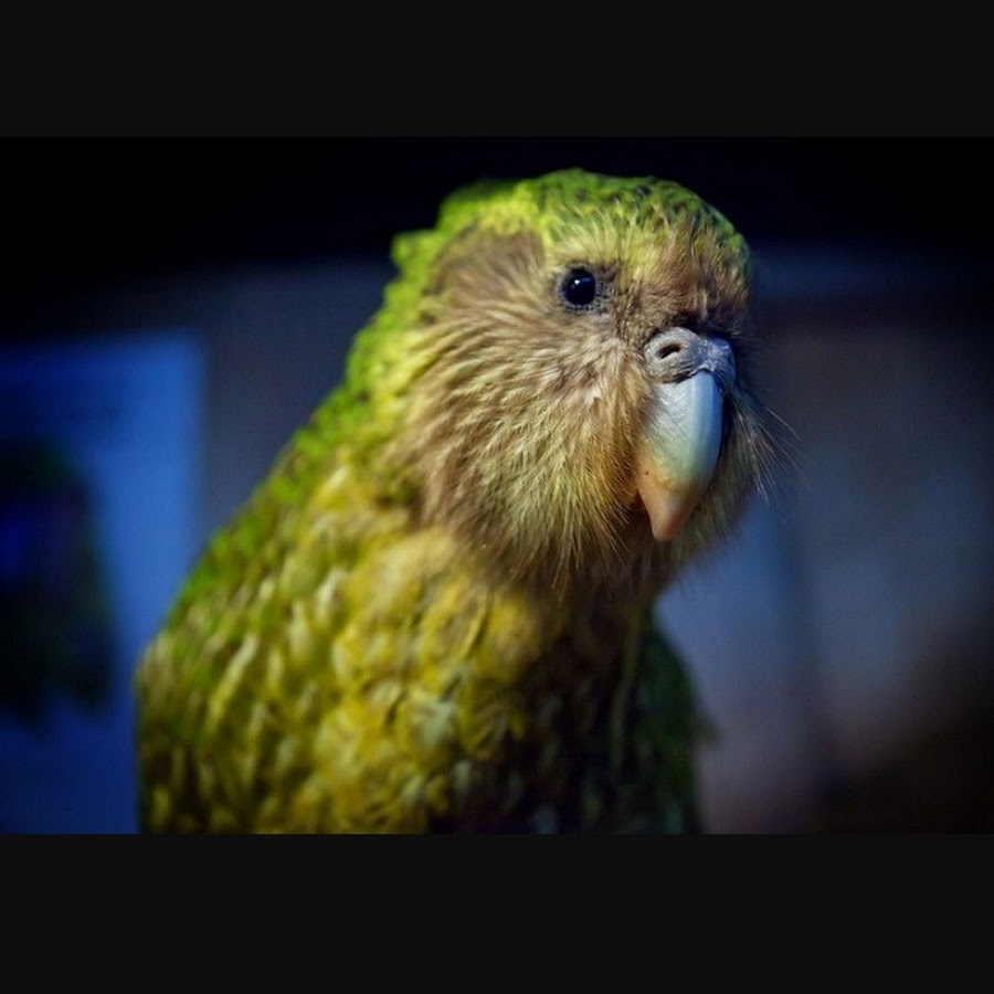 попугаи в новой зеландии