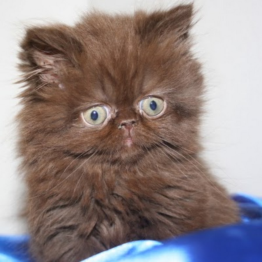 Шоколадная персидская кошка. Шоколадный британец экзот. Персидский экзот шоколадный. Персидский Кол шоколадный.