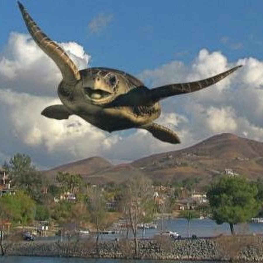 логгерхед. черепаха берти. черепаха живопись. Terrapin 42. Warning signages tortoise.