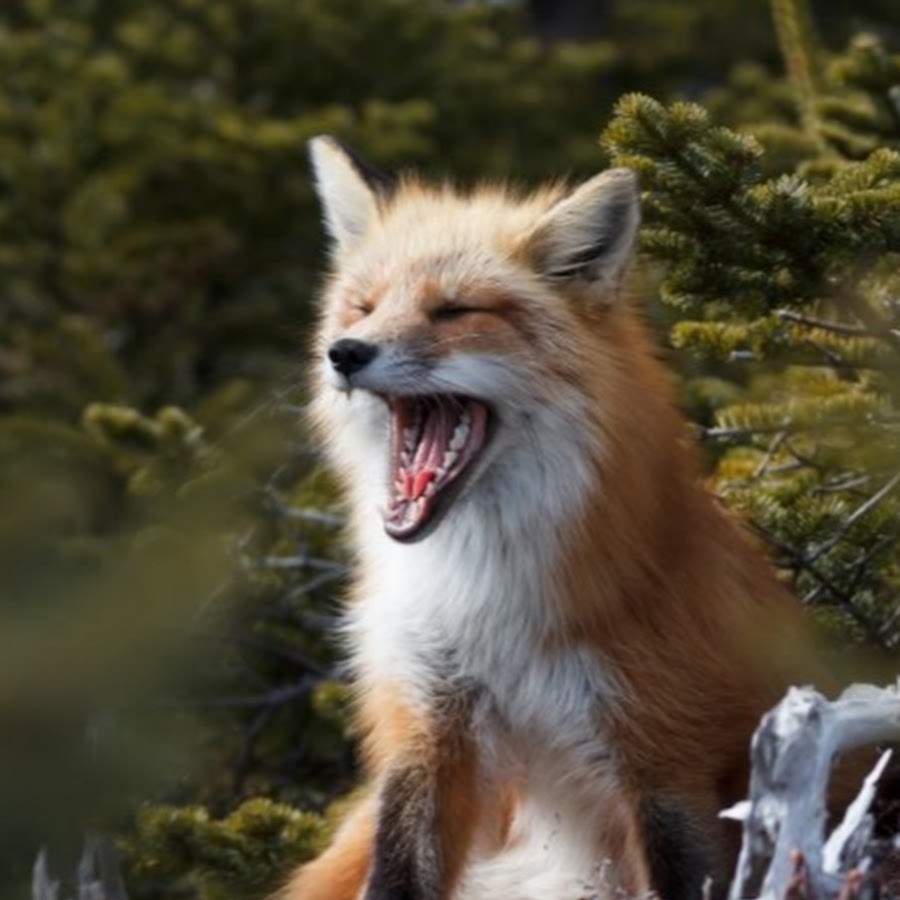 Crazy fox