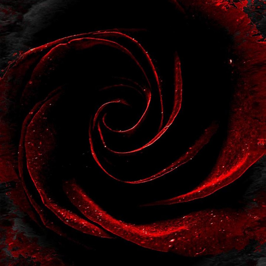 Red roses steam фото 84