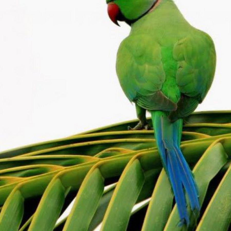 I ve parrot. МАРИТАКА это попугай. Green Parrot. 10lb Parrot. Parrot Ashes.