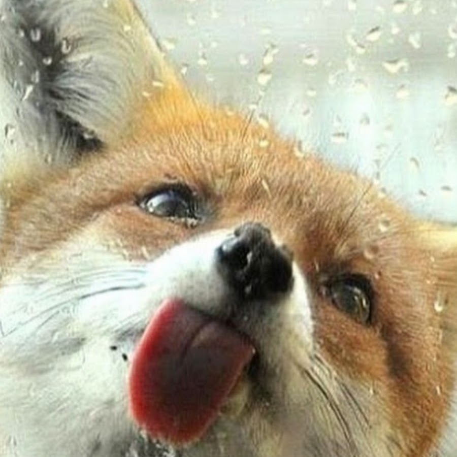 Fox queen. Довольная лиса. Лиса чихает. Лиса отряхивается от воды. Милые лисички.