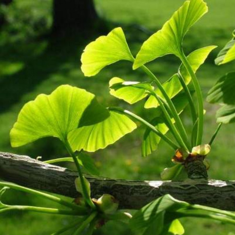 Plant z. Листья гинкго двулопастного. Гинкго дерево. Гинкго билоба дерево. Гинкго билоба листья.