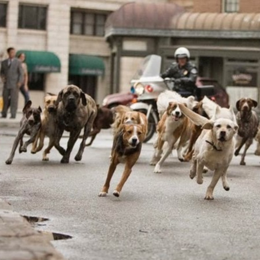 Hollywood animal demo. Hollywood animal.