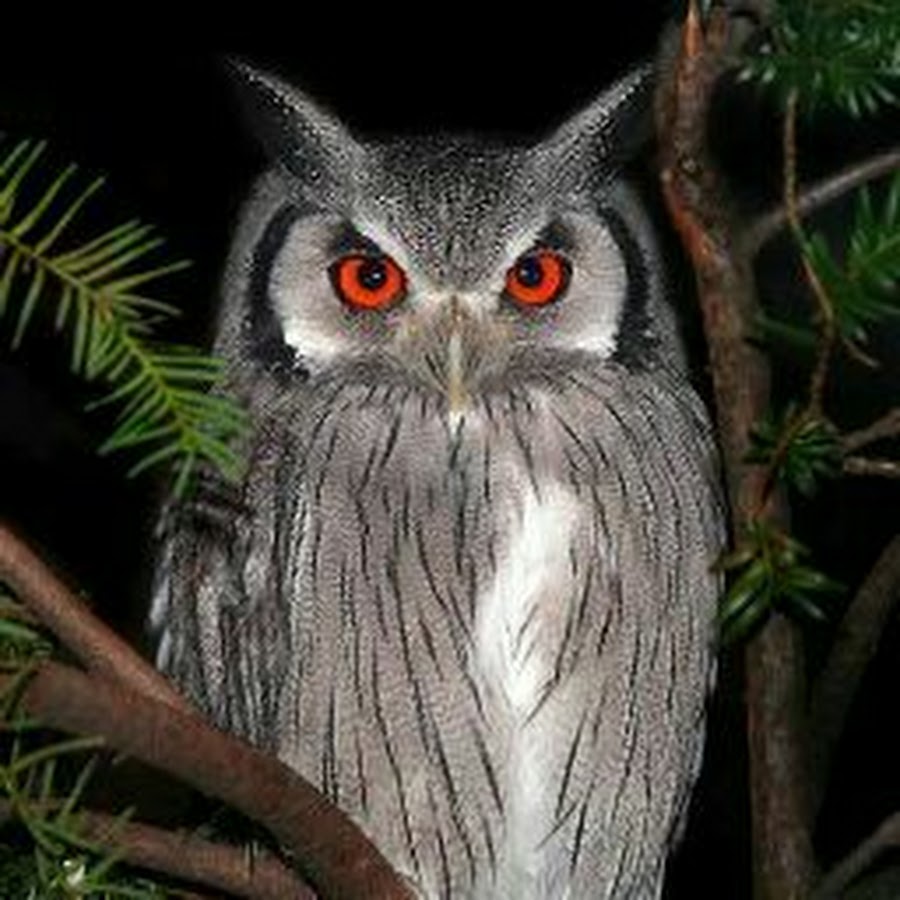 филин сова сыч разница. чем отличаются филин от совы фото. чем отличаются филин от совы фото. филин или сова отличия. отличия совы рт филина.