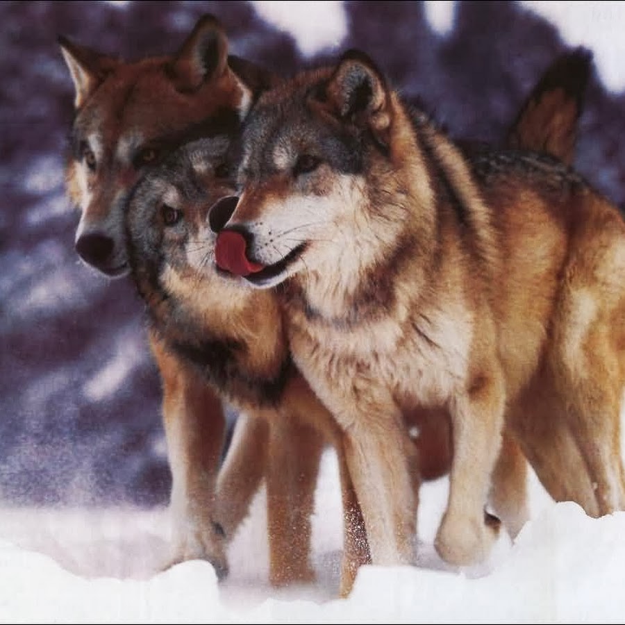 Быть похожа на волка. Majestic Timber Wolf. Wolf Tribute. Северный волк клуб. Тимбер волк фото.
