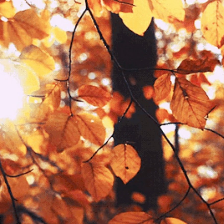 Autumn gif steam фото 19