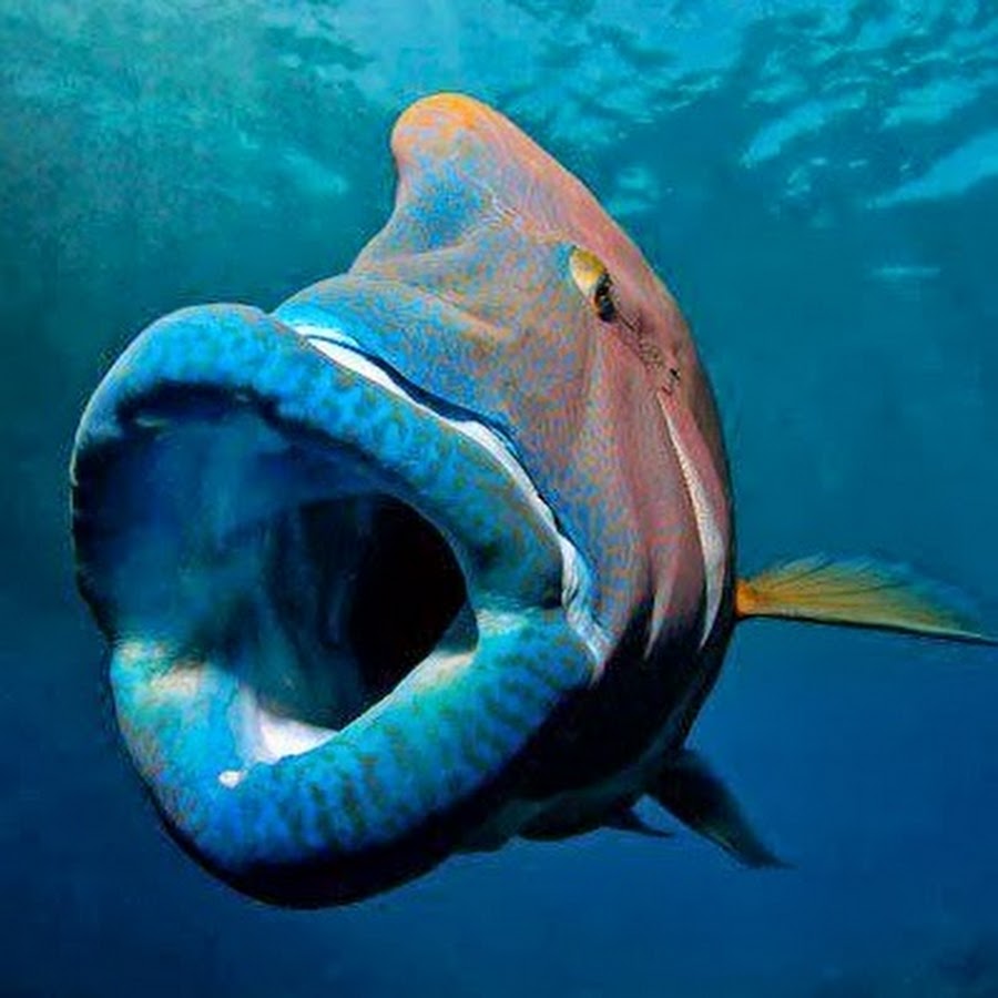рыбы наполеон красного моря