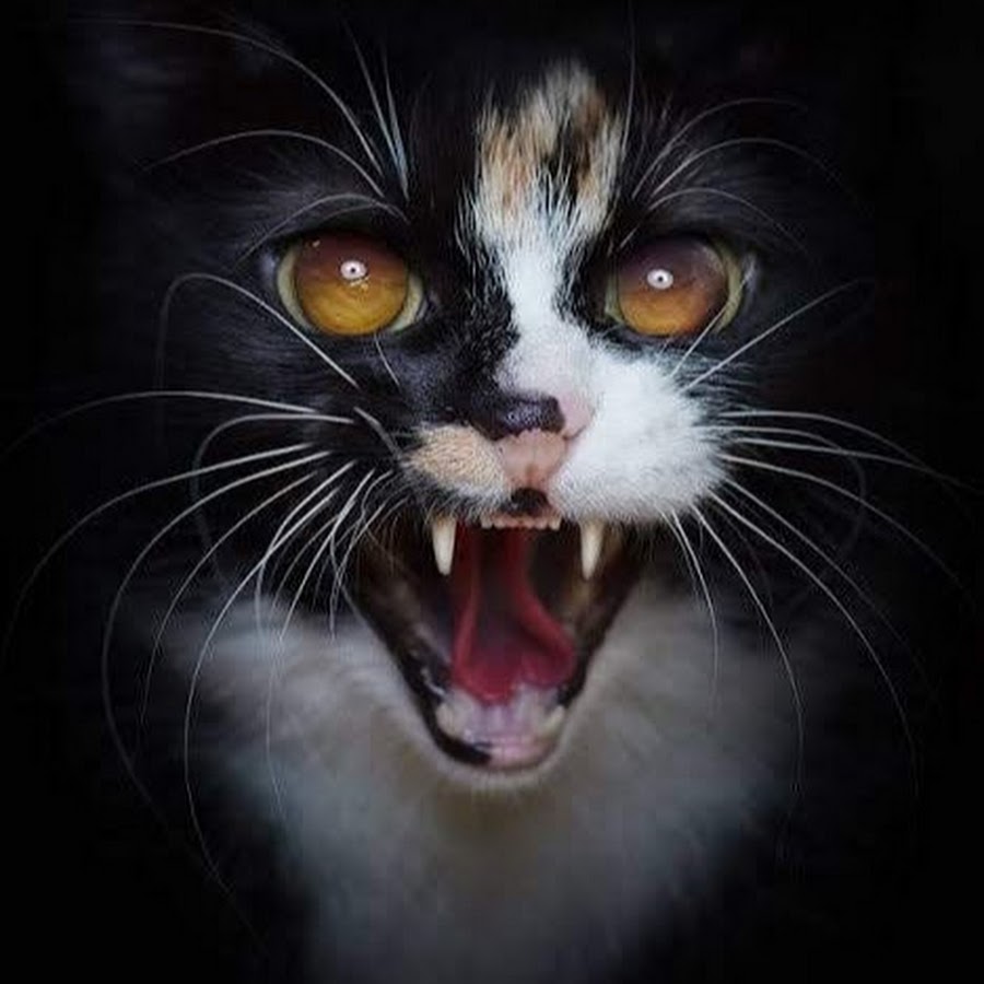 Крик кошки. Danger Cat. Кот Yikes. Злой кот селфи. Angry Cat aesthetic pics.